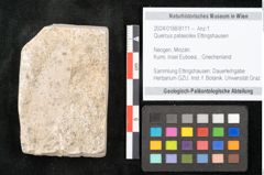 Foto (Objekt + Etikett) von Quercus palaeoilex Ettingshausen (NHMW-GEO-2024-0188-8111)